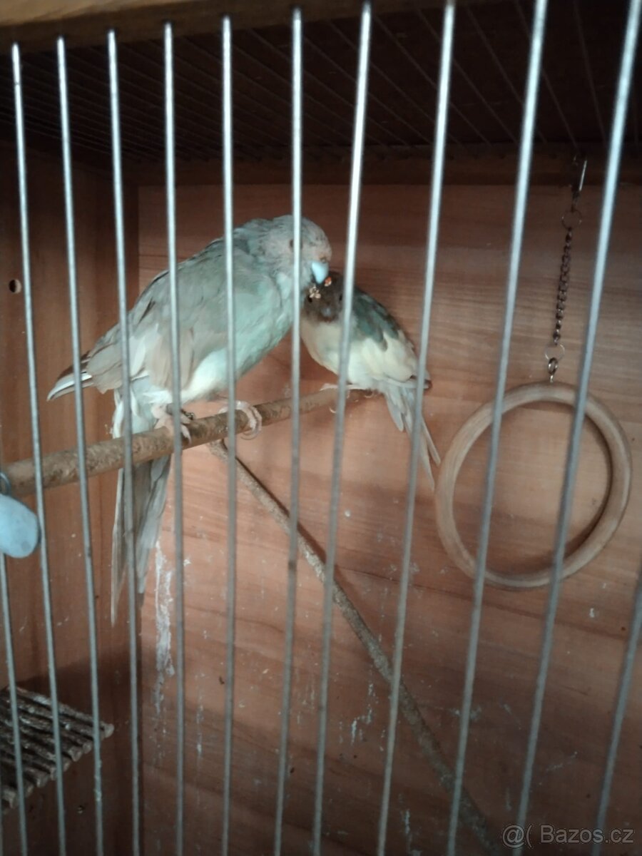 Kakariki