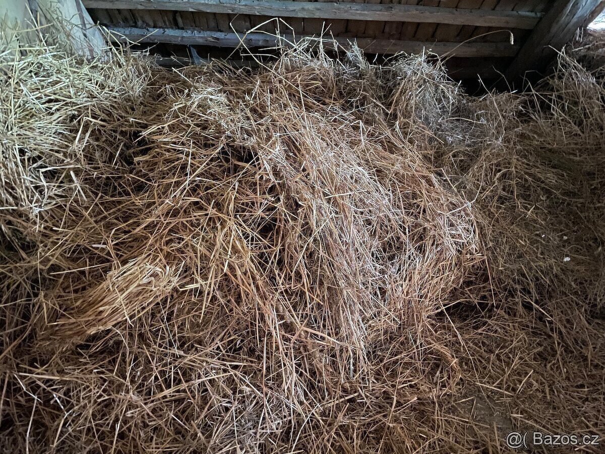 Starší sláma