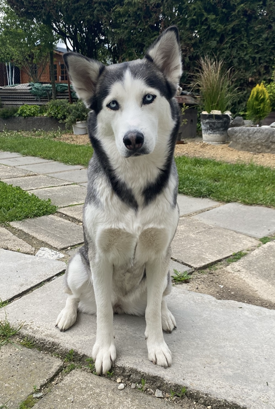 Čistokrevní HUSKY bez PP