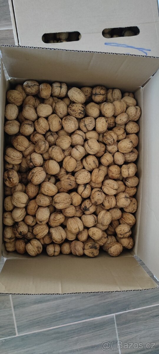 Vlašské ořechy velké plody, slabá skořápka