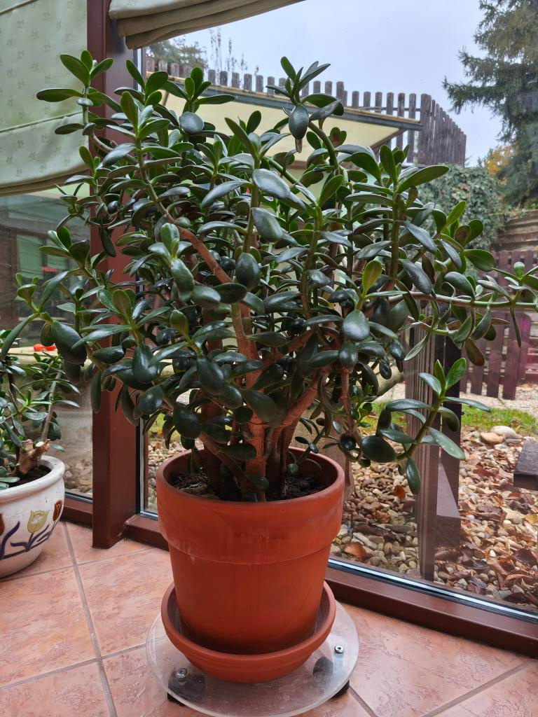 Prodám pokojové rostliny TLUSTICE