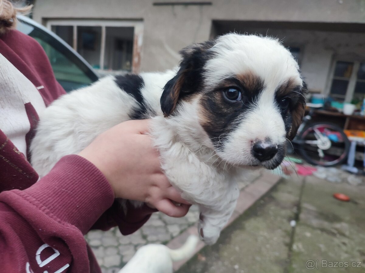 Daruji štěňata křížence