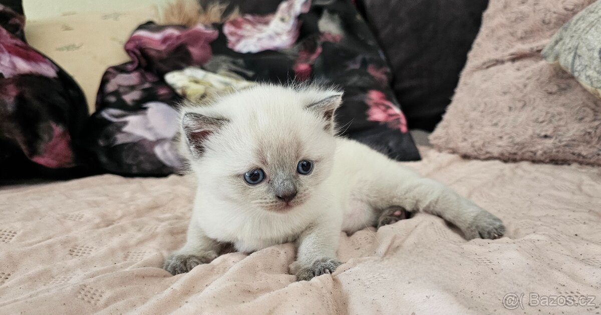 Britská koťátka colorpoit