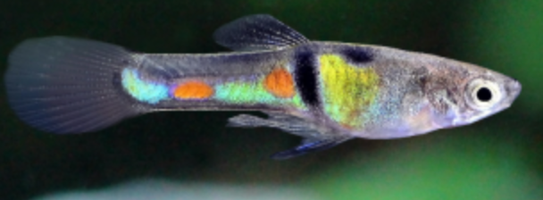 Endlerky & Paví očka mix