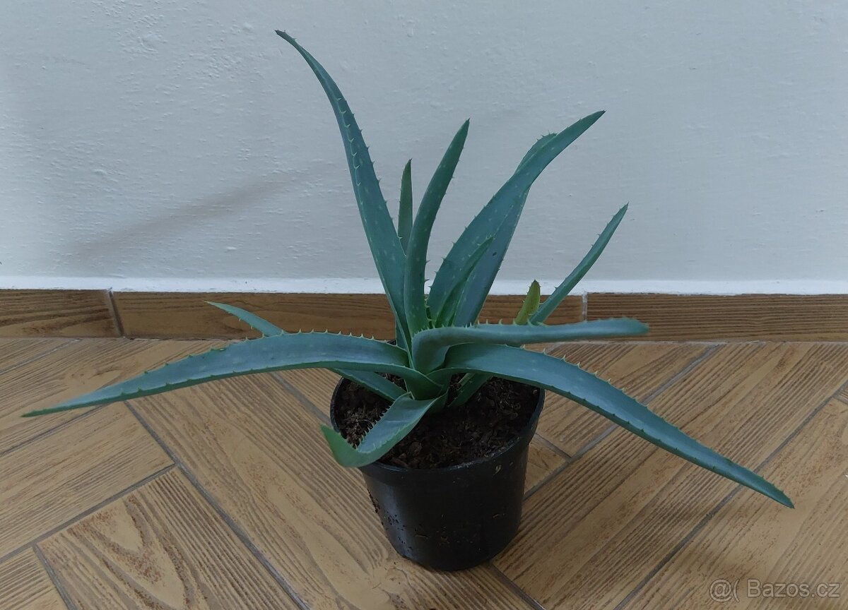 Prodám aloe vera