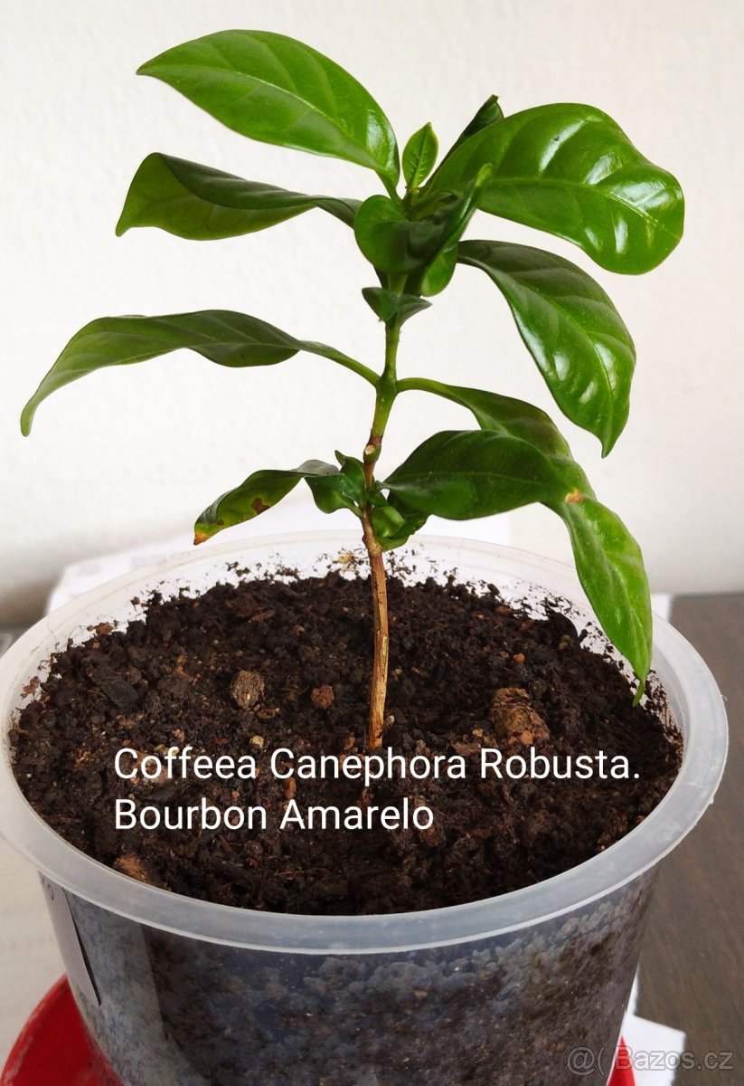 Cofeea Canephora Robusta, rostlina 200 Kč