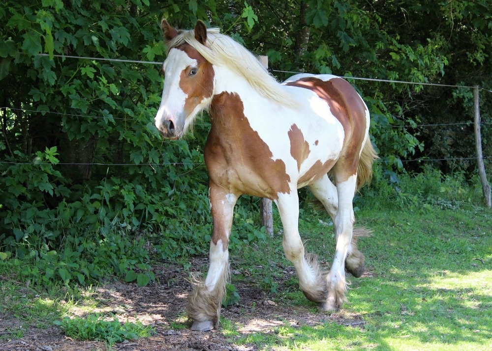 Irský cob - roční valach