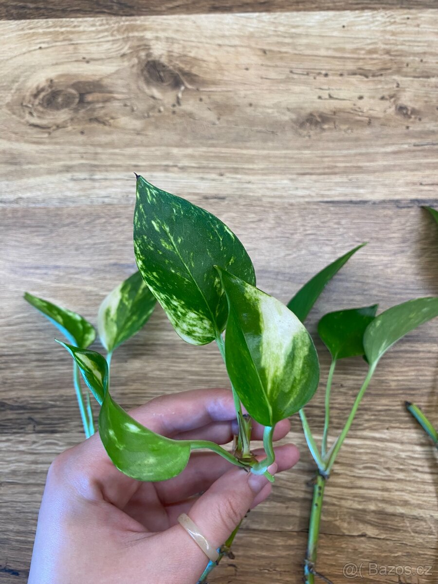 Epipremnum aureum (pothos) - zakořeněné řízky