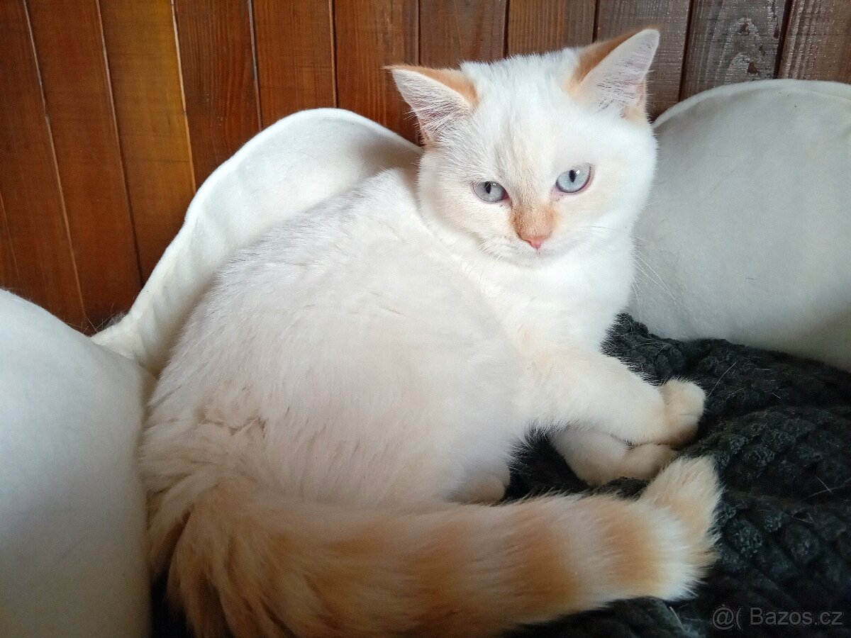 Britský kocourek colorpoint s PP