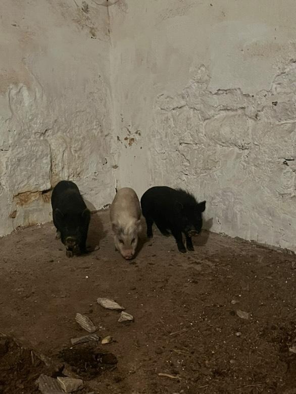 Prodám gotingenske prasata