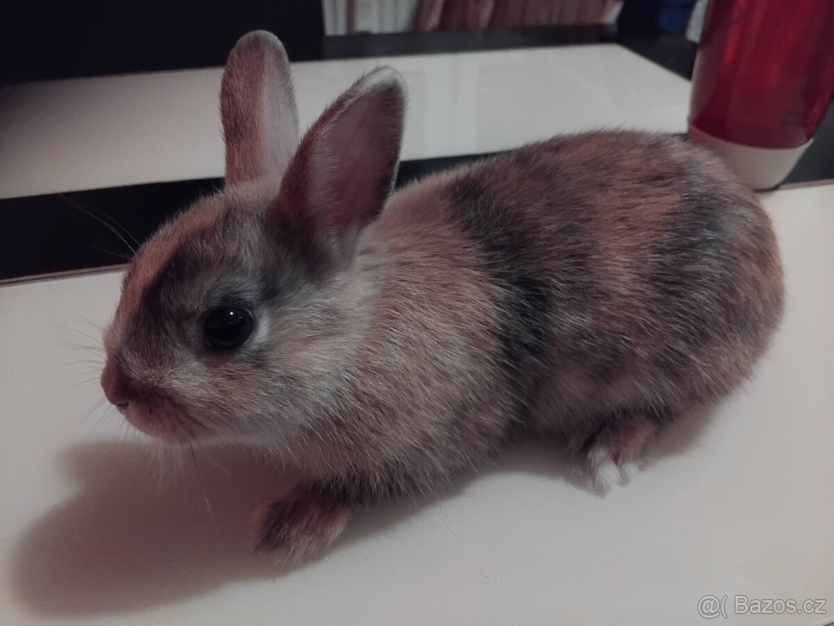 Zakrslý králík