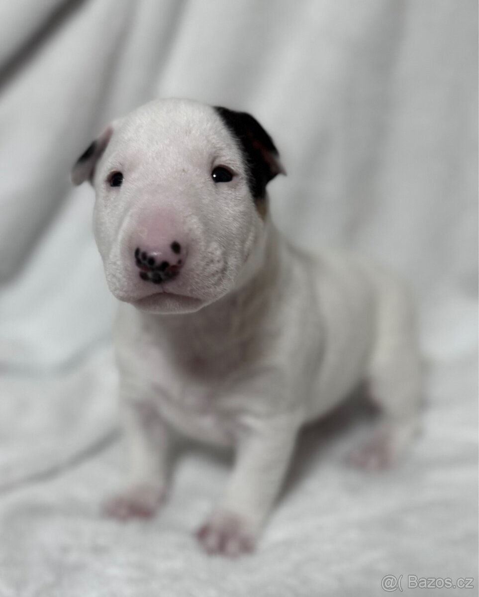 Miniaturní bulteriér pes s PP