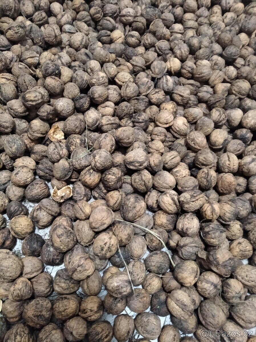 Vlašské ořechy