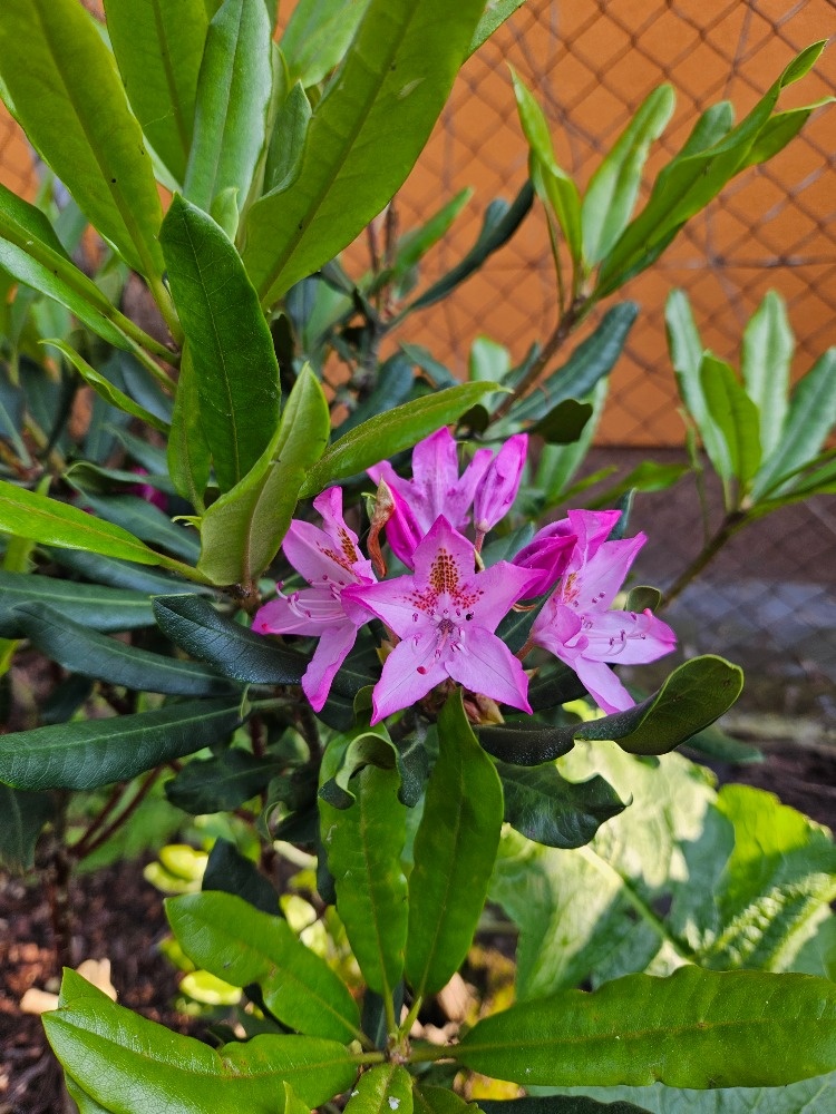 Rododendron fialový