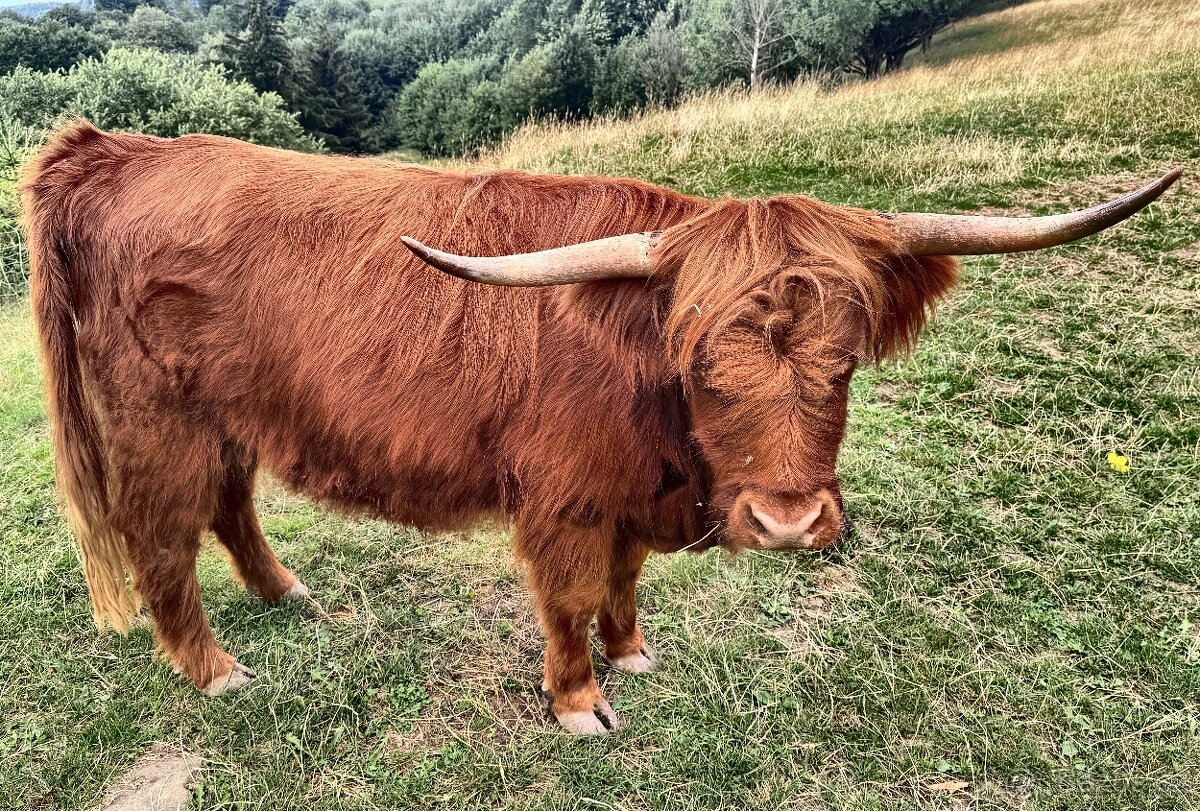 Highland