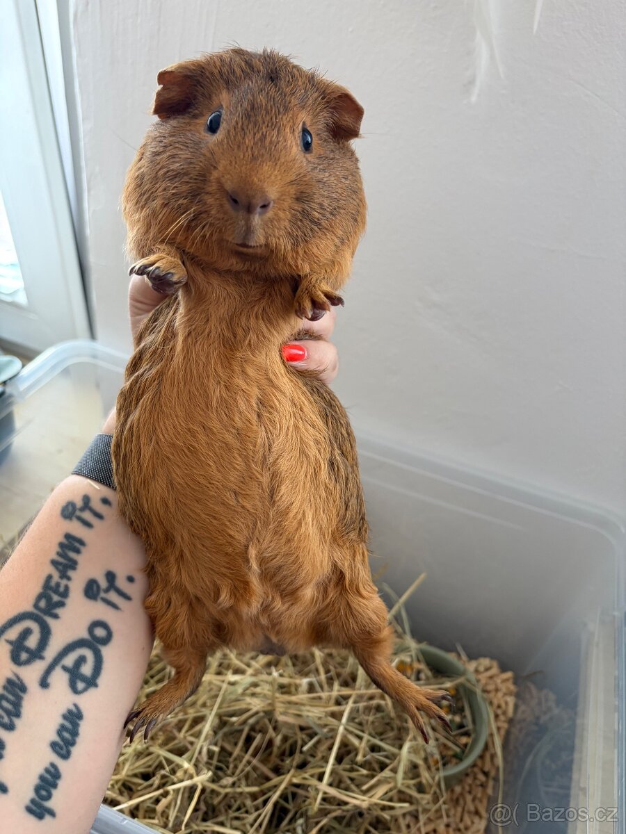 Morčátko 🐹 daruji