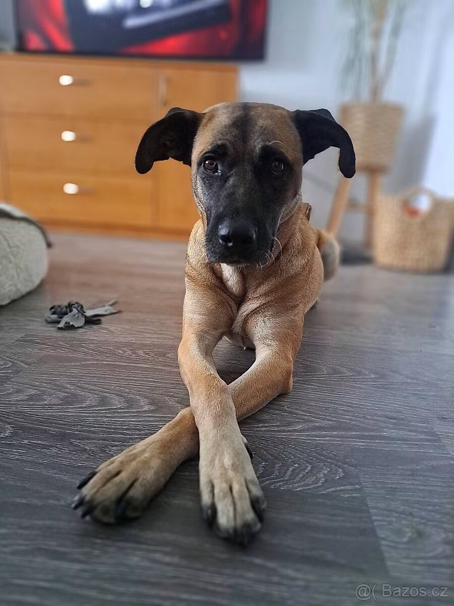 Kříženka Rhodéský Ridgeback