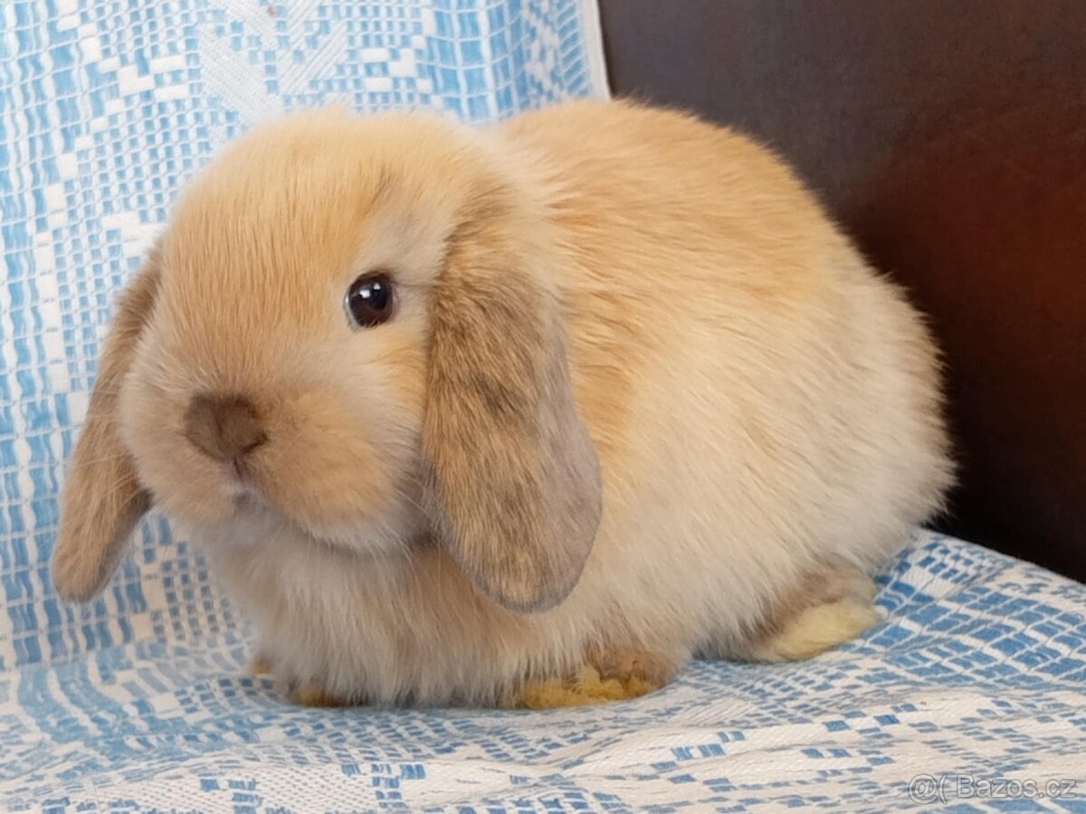 Kouzelná Miminka - Anglický Zakrslý Beránek MiniLop