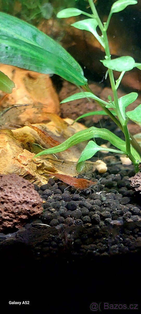 Krevetky neocaridina mix