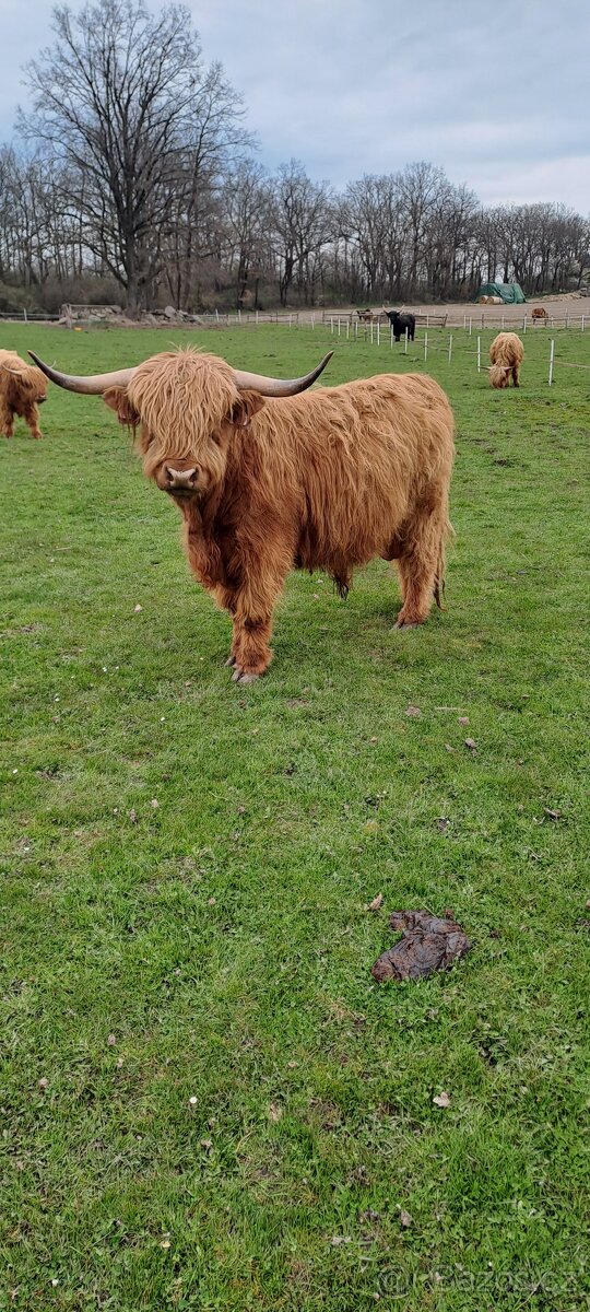 Prodám highland býčka