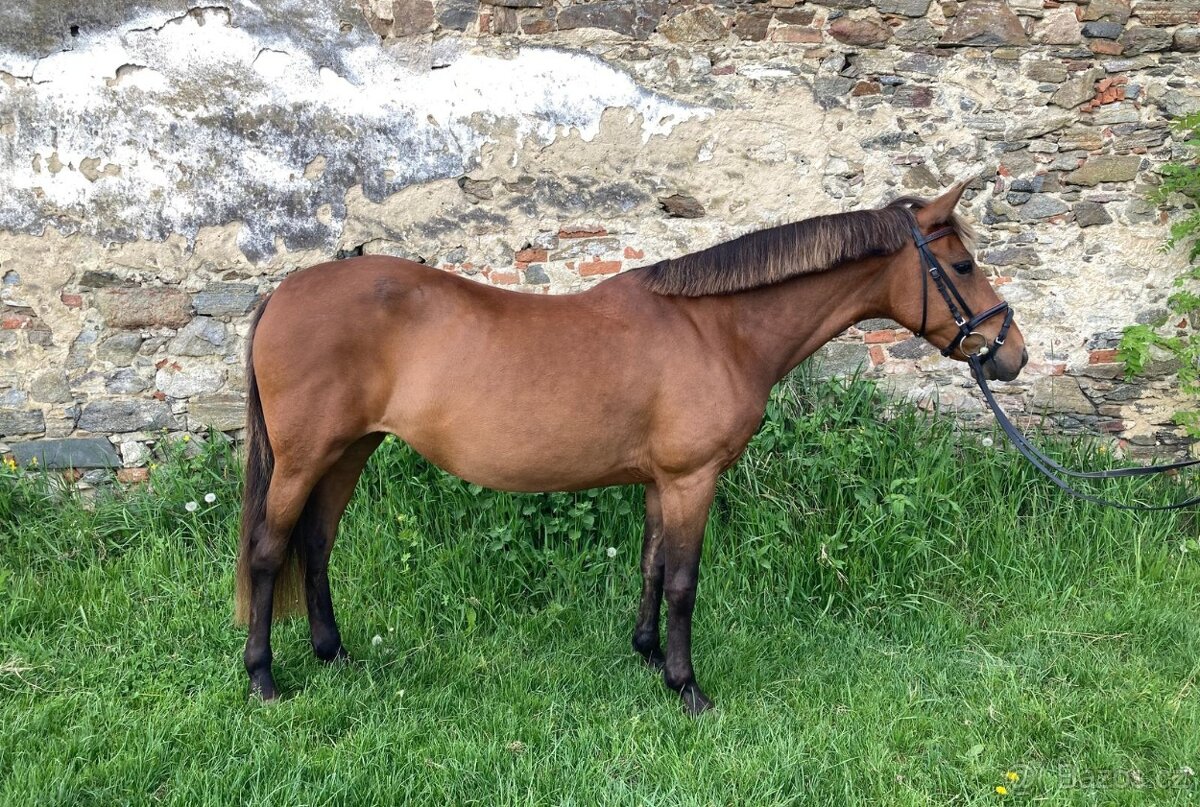 9letá pony B klisna