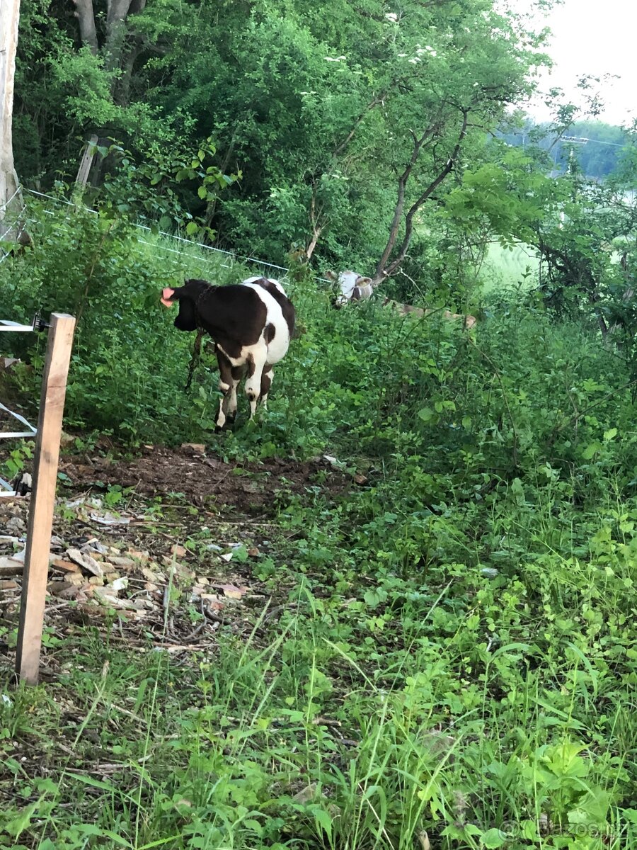Prodám/Vyměním býčka Yperios Inra 95 X Holštýn.