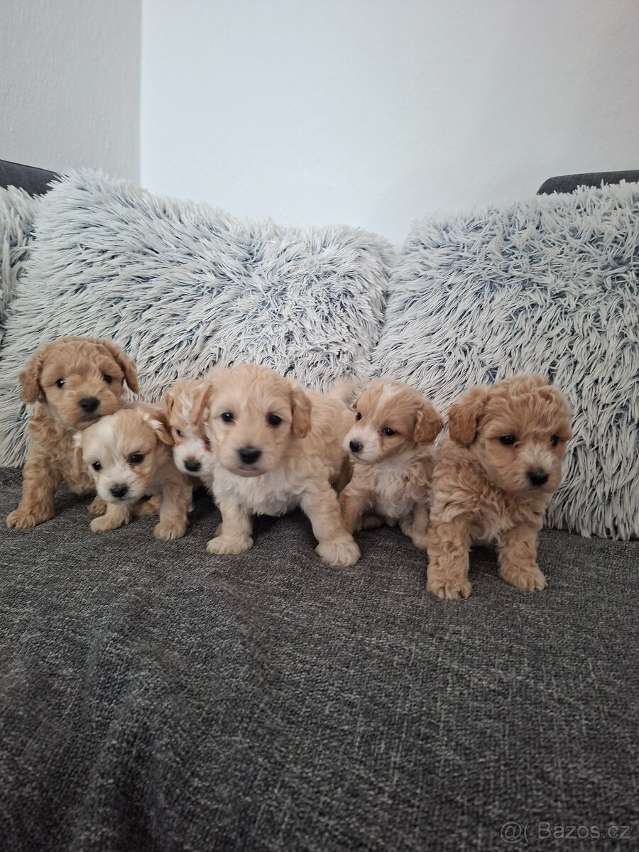 Maltipoo