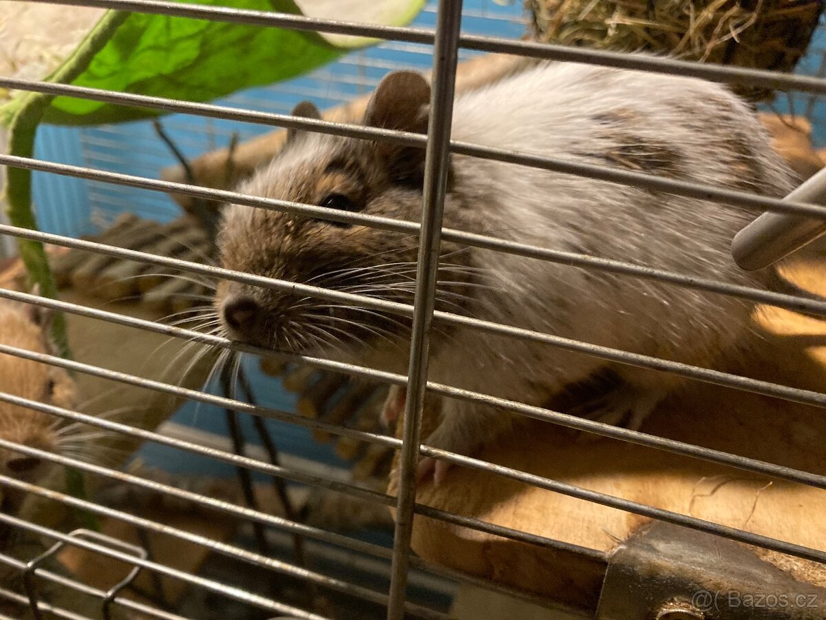Daruji osmaky degu