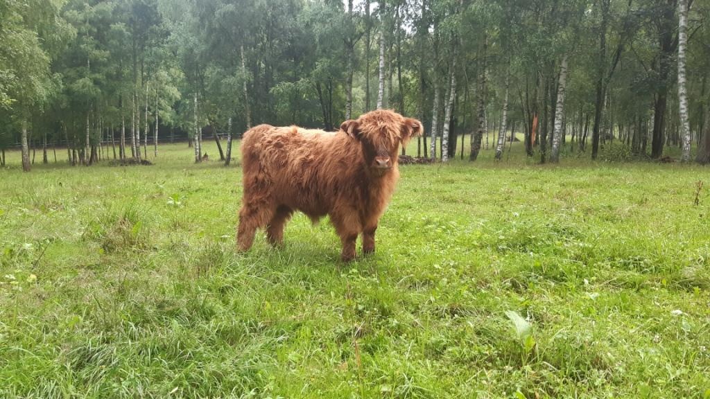 Prodám telátka Highland-Skotský náhorní skot,