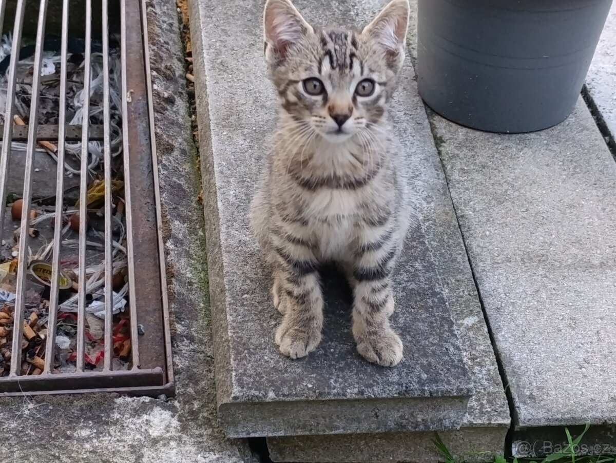 Daruji do dobrých rukou mourované 3.koťatka