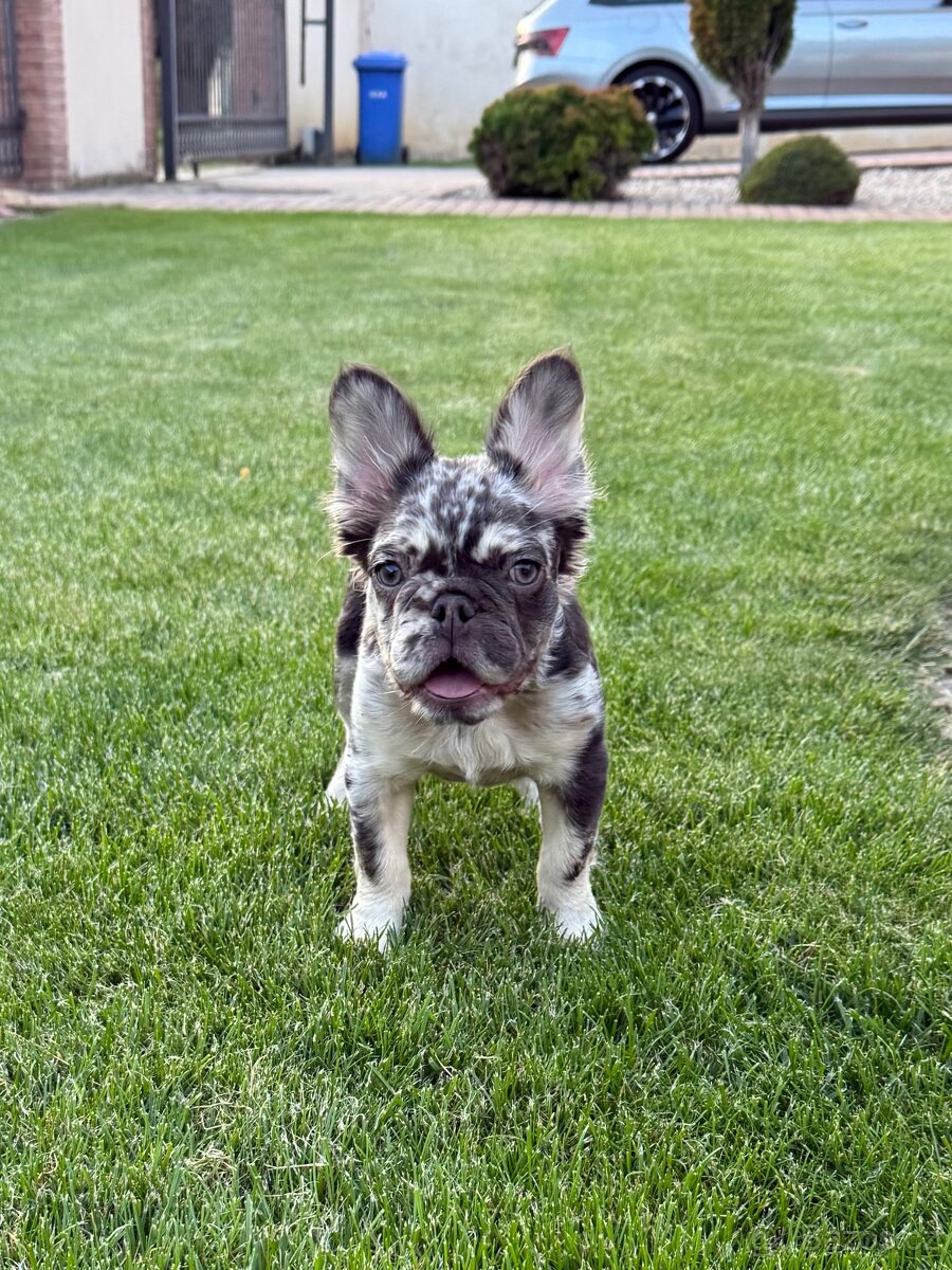 Francouzsky buldoček coko tan merle fluffy fenka
