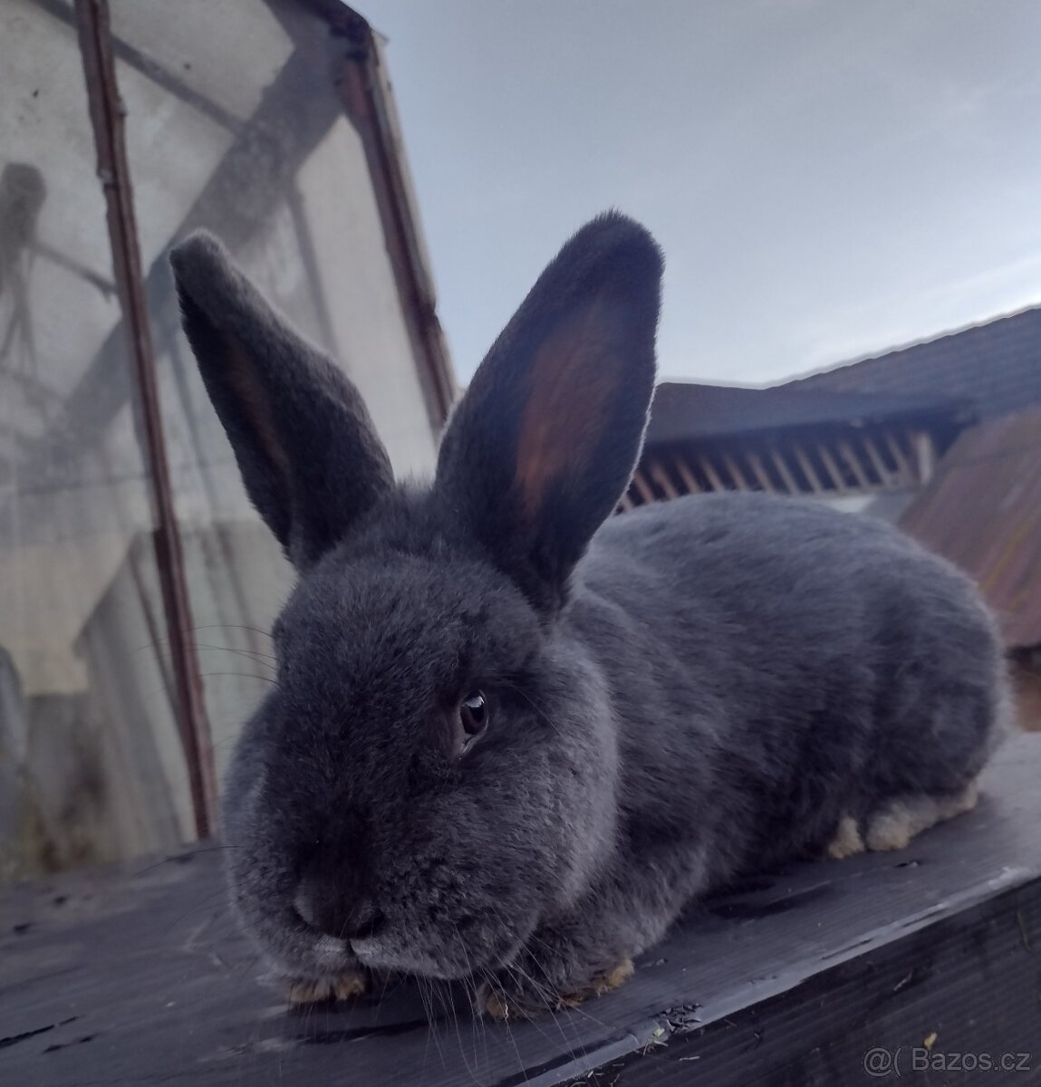 Králík Vídeňský modrý