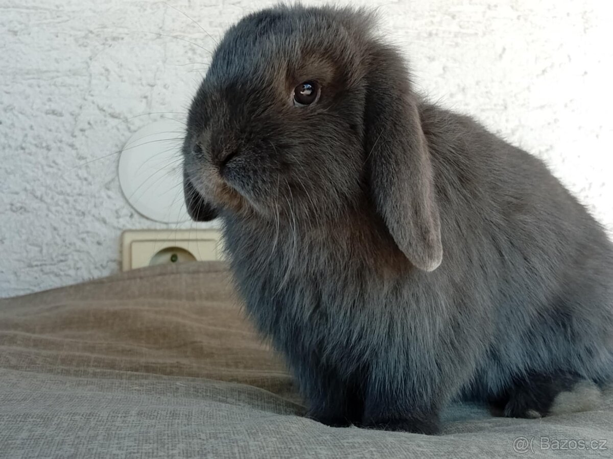 Samička Zakrslý Beránek MiniLop ❤️❤️