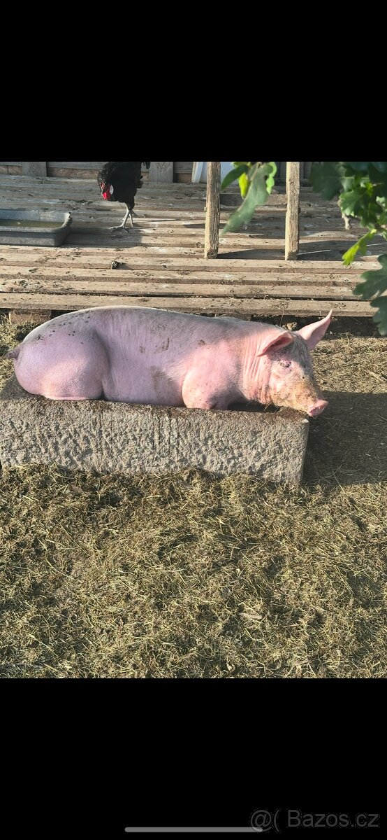 Prodám jatečné prase. 🐷 pouze živé