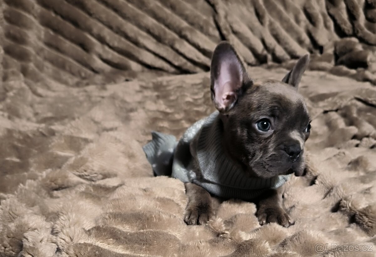 Francouzský Buldoček