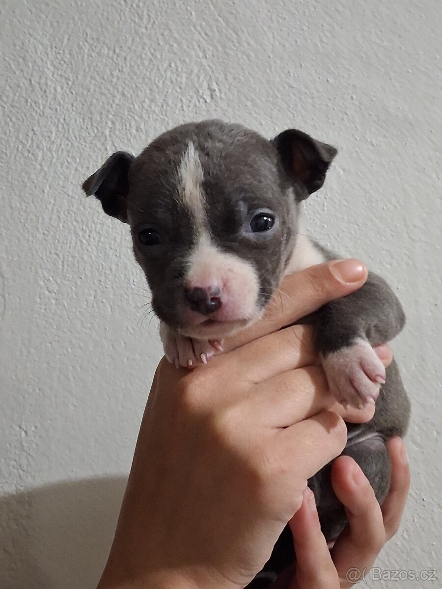 Stafordšírský bulteriel