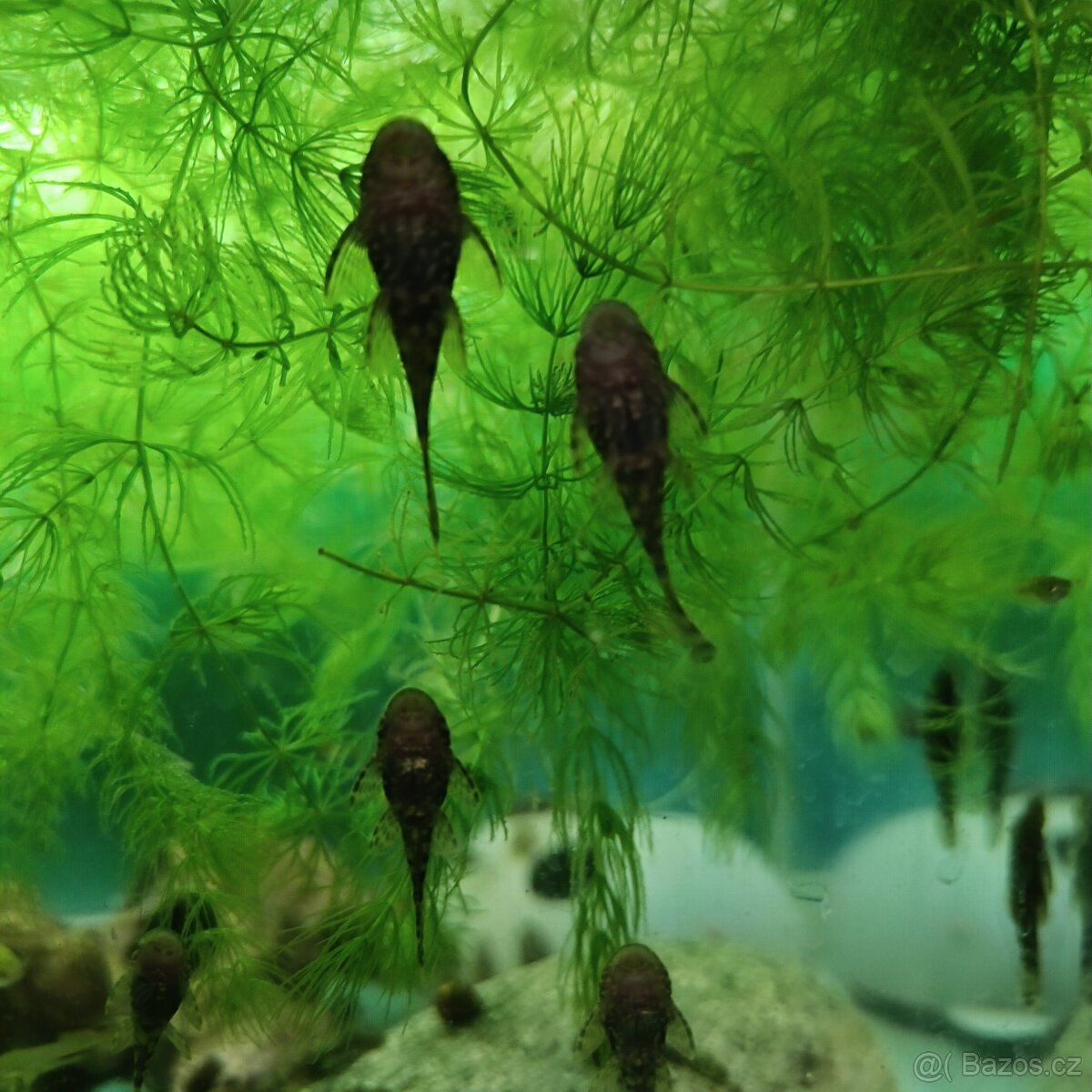 Enderky,cichavce, ancistrusy