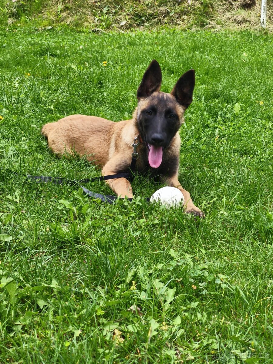 Malinois fena s PP