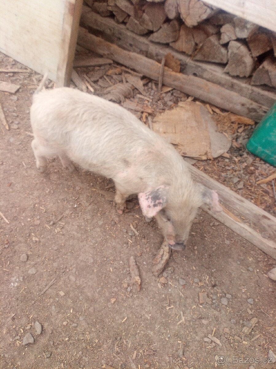 Selata
