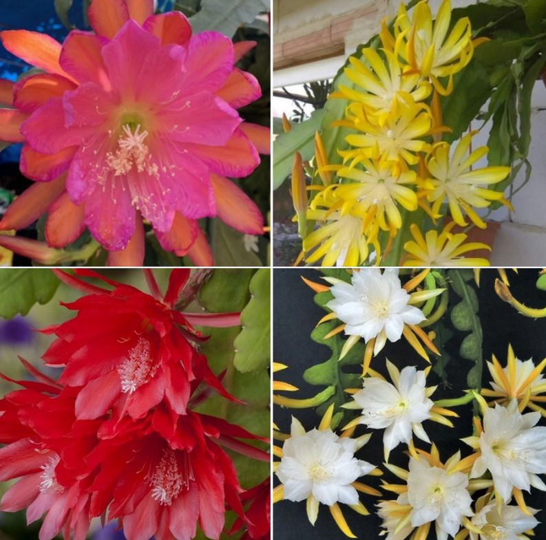 Fylokaktusy - Epiphyllum- 4 druhy