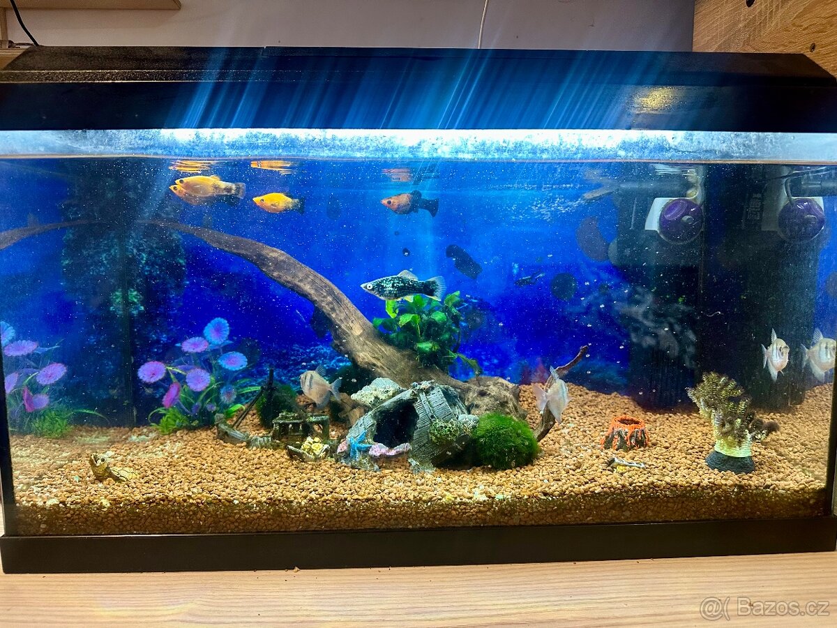 Prodám plně vybavené akvárium Juwel 60 l včetně rybiček