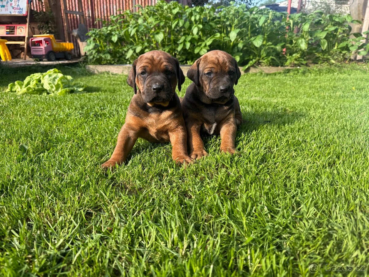 Rhodéský ridgeback pejsek bez PP