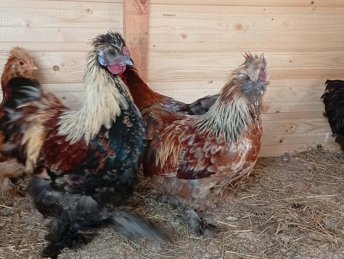 Kočinka, wyandotka, Hedvábnicka