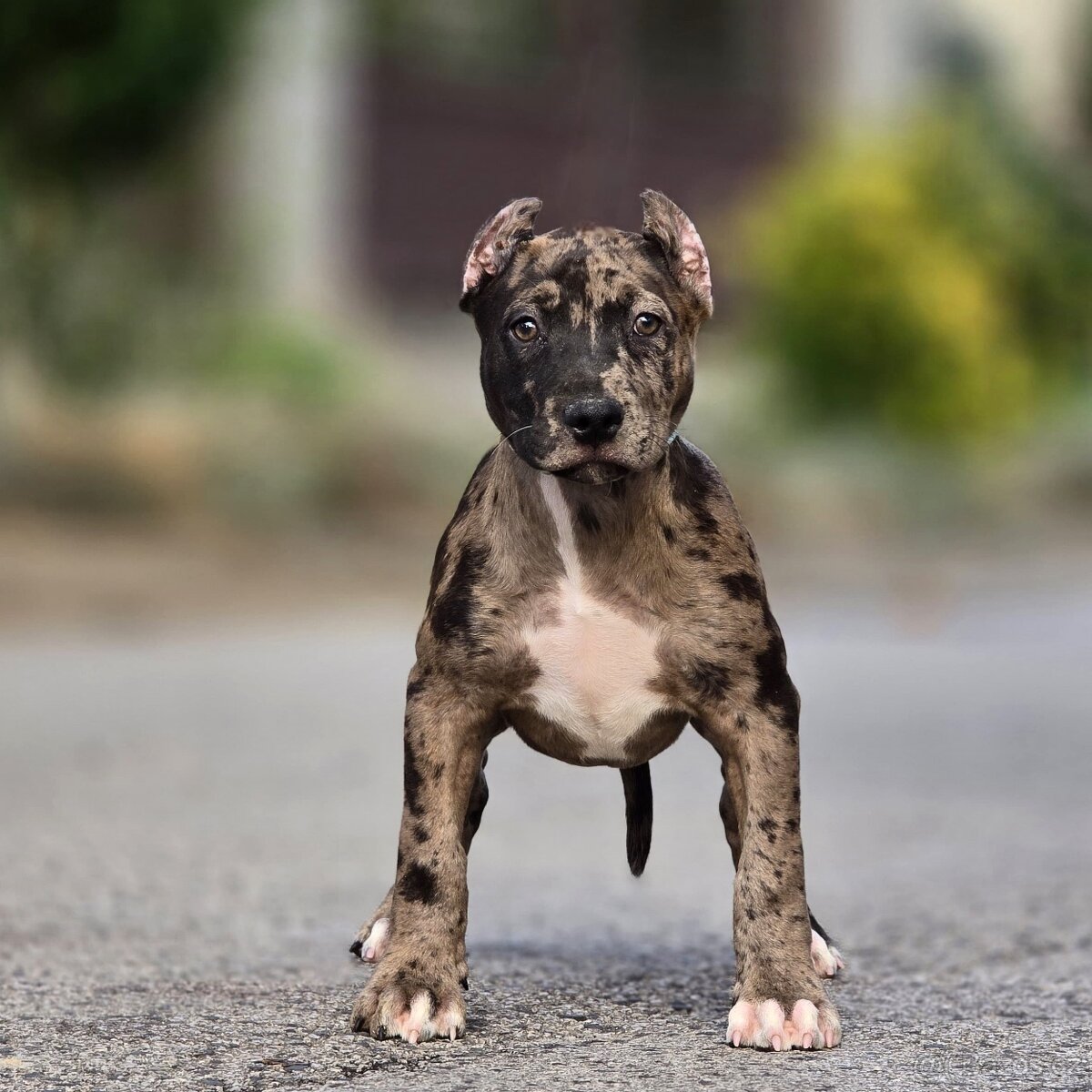American bully xl, pitbull xxl