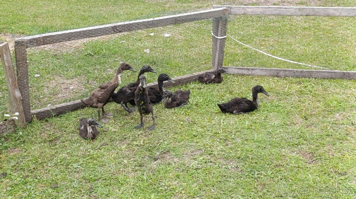 Indický běžec