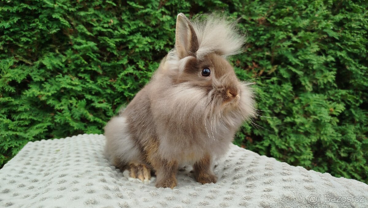 Zakrslýnkrálíček, králík -(lvíček)-NATANIEL