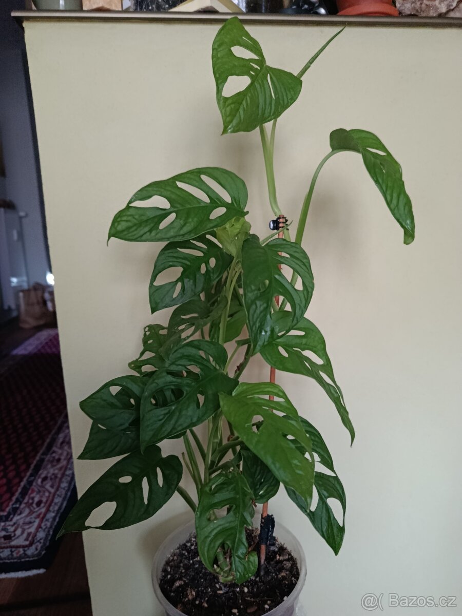 Monstera Adansonii (Monkey Mask), cca 60 cm