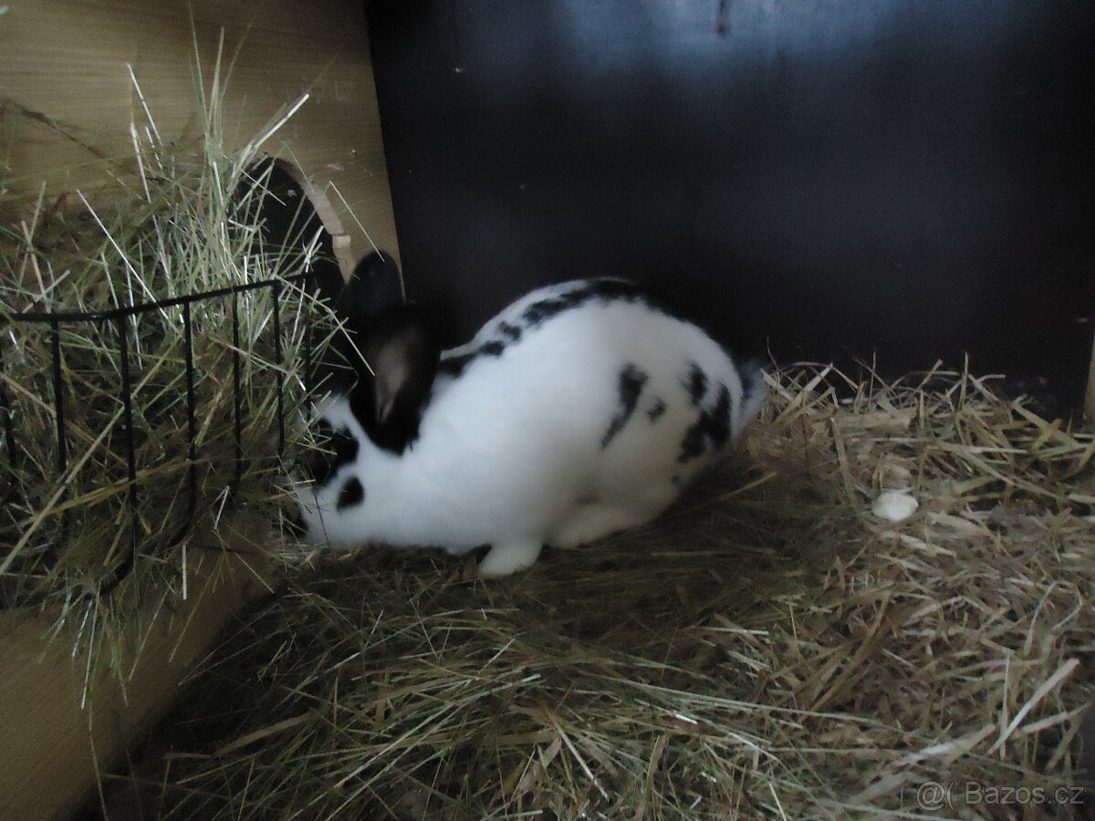 Německý obrovitý strakáč