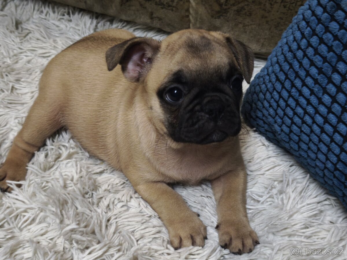 Francouzský buldoček