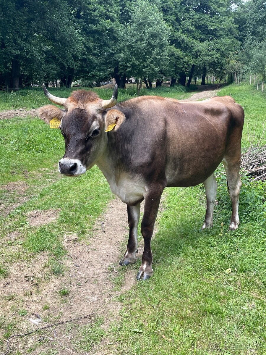 Jersey x Brown Swiss